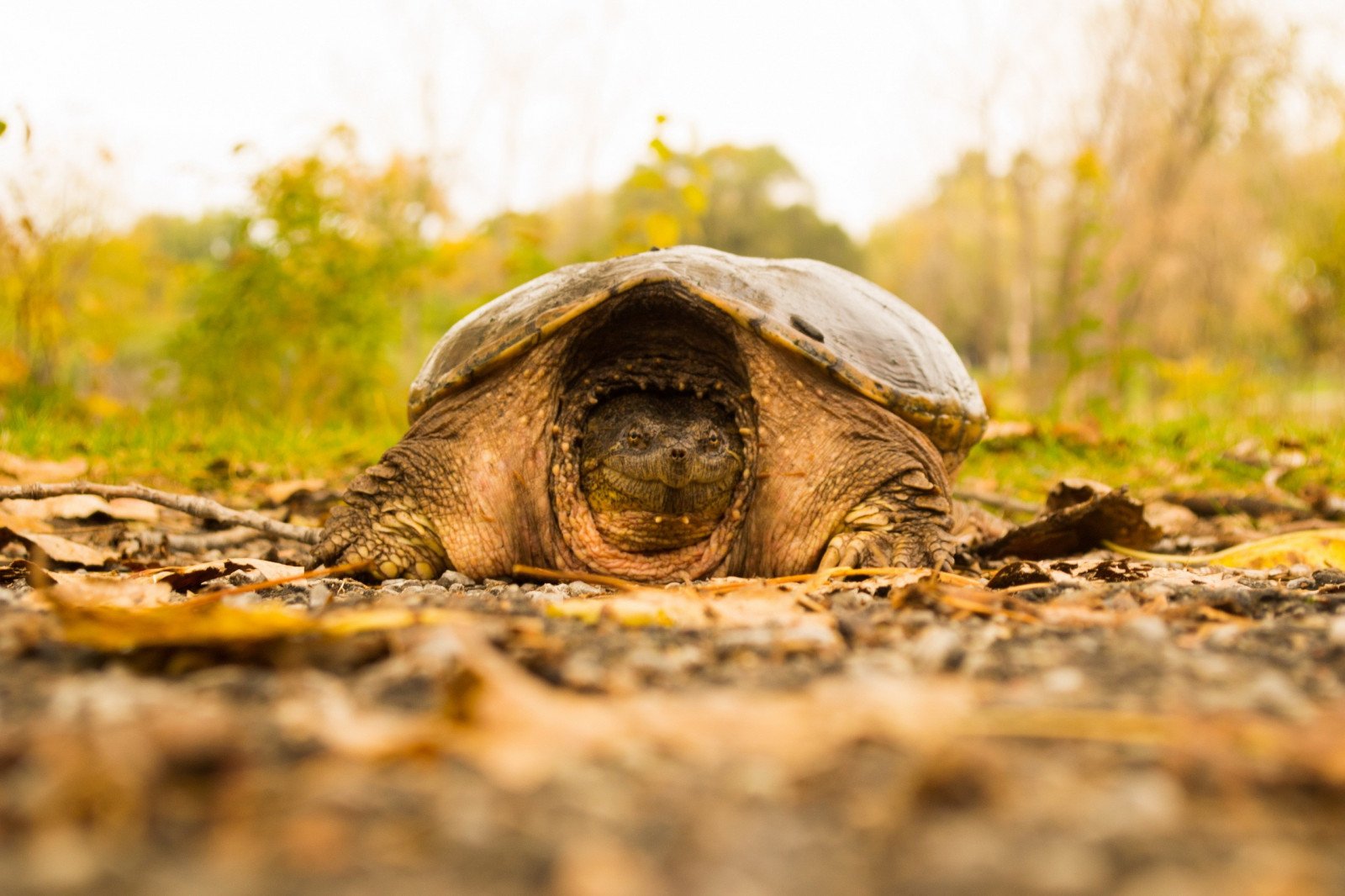 zvěř, Příroda, Volně žijících živočichů, želva, Želva, plaz, fauna, obratlovců, zblízka, makro fotografie, Emydidae, terrapene, Společný supí