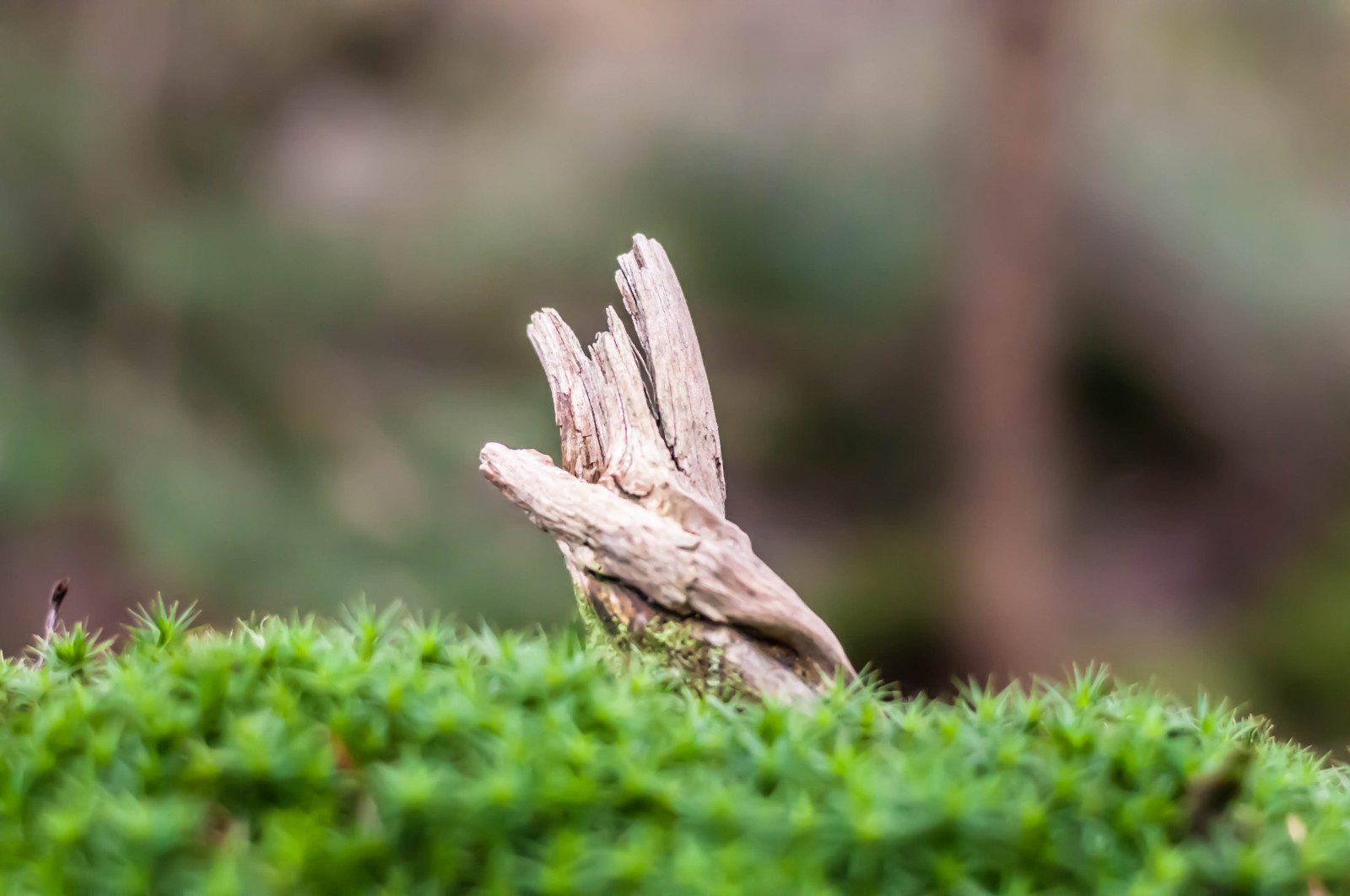 Skov, natur, græs, fotografering, mos, insekt, grøn, dyreliv, træ, blad, blomst, plante, flora, fauna, græsplæne, jord, botanik, jord plante, tæt på, makrofotografering, græs familie, hvirvelløse