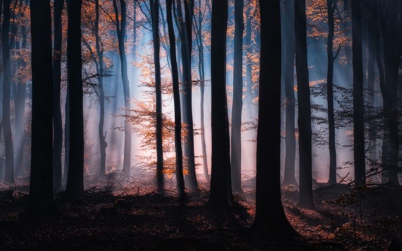 sunlight, trees, landscape, forest, fall, leaves sunlight, trees, landscape, forest, fall, leaves