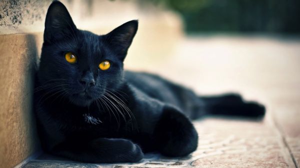black,cat,blue,whiskers,rest,Black Cat