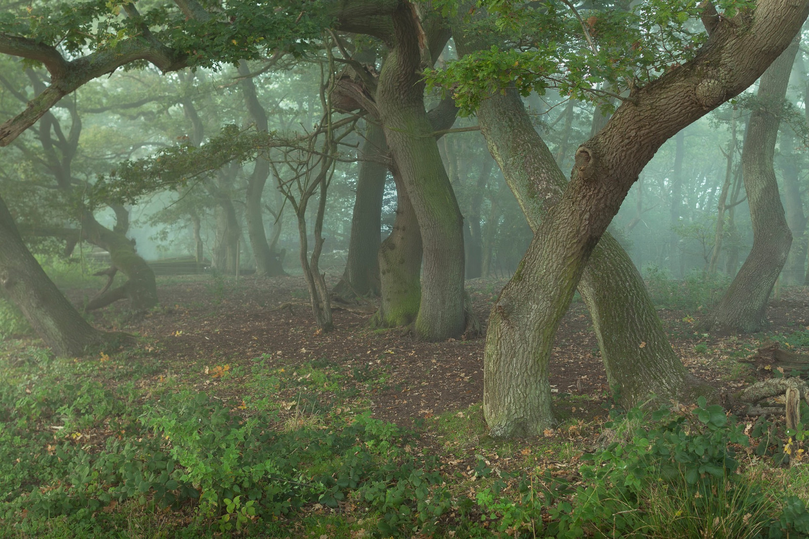 แสงแดด, ต้นไม้, แนวนอน, ป่า, ธรรมชาติ, สาขา, สีเขียว, เช้า, ป่า, ป่าฝน, ต้นไม้, ใบไม้, ปลูก, พืชพันธุ์, ป่าไม้, 2048x1365 px, สวน, ถิ่นที่อยู่, สภาพแวดล้อมทางธรรมชาติ, ปรากฏการณ์บรรยากาศ, ไม้ยืนต้น, ระบบนิเวศ, Biome, ลำต้น, ป่าเจริญเติบโตเก่า, ผลัดใบ