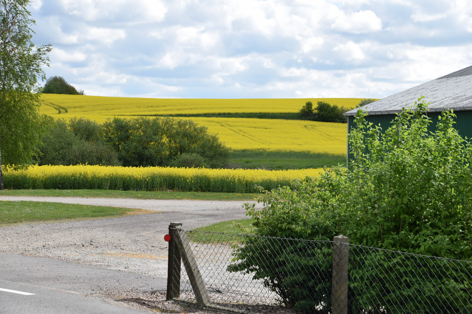 krajina, kopec, Příroda, tráva, nebe, pole, žlutý, hospodařit, Švédsko, Sverige, řepkového, strom, květ, venkovní, sk nel n, se, nebe, sk ne, venkov, landsbygd, znásilnění, silnice, brassicanapus, rapseed, spannm l, zemědělství, venkov, tráva rodina