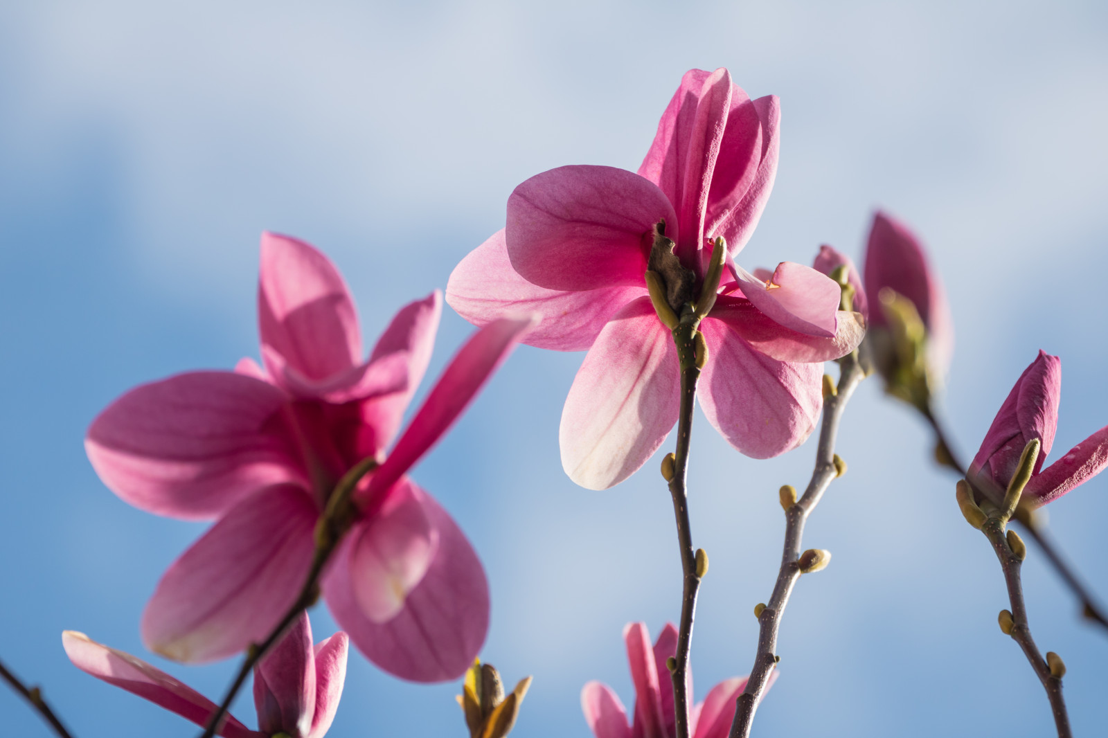 Magnolia Rosa Wallpaper : blossom, pink, magnolia, flower, flora, blomma, trelleborg ...