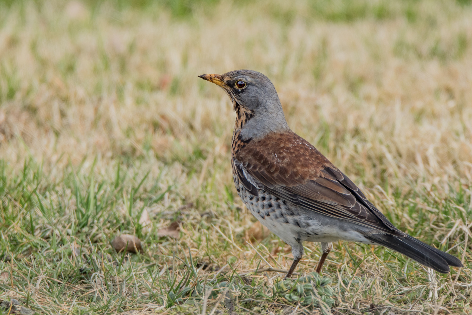 Příroda, tráva, Volně žijících živočichů, Nikon, Švédsko, zobák, Vrabec, Pěvec, Sverige, Tamron, zvíře, venkovní, pták, pěnkava, červenka, natur, DJUR, f gel, kos, Skřivan, fauna, prohlížení pták, ekosystém, tráva rodina, organismus, Lejskovití, slavík, Emberizidae, drozd, ekoregion, plant community