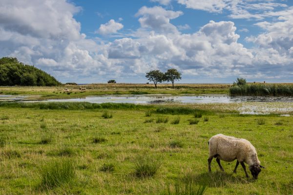 landscape, nature, grass, sky, field, wildlife