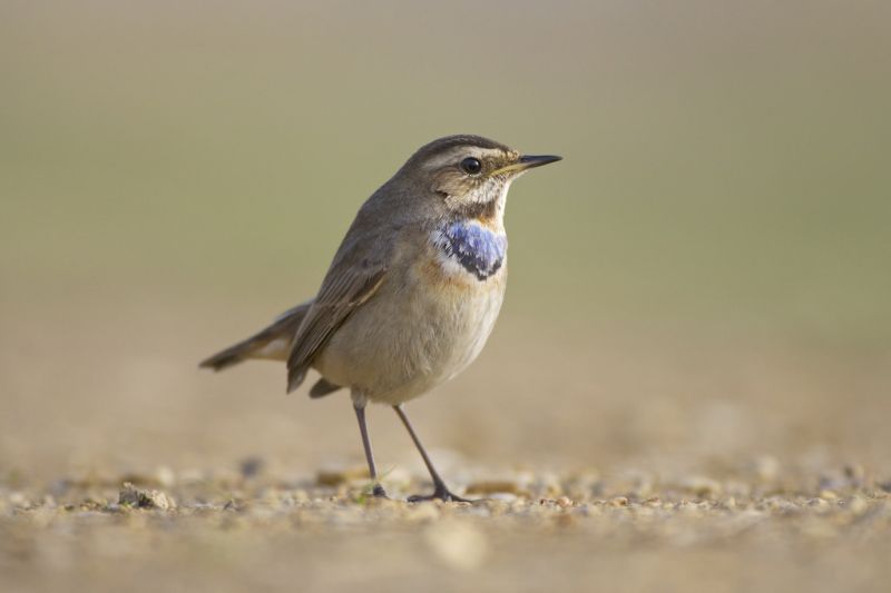 Bluethroat, kuş, Vahşi hayat, Lusciniasvecica, doğa Bluethroat, kuş, Vahşi hayat, Lusciniasvecica, doğa