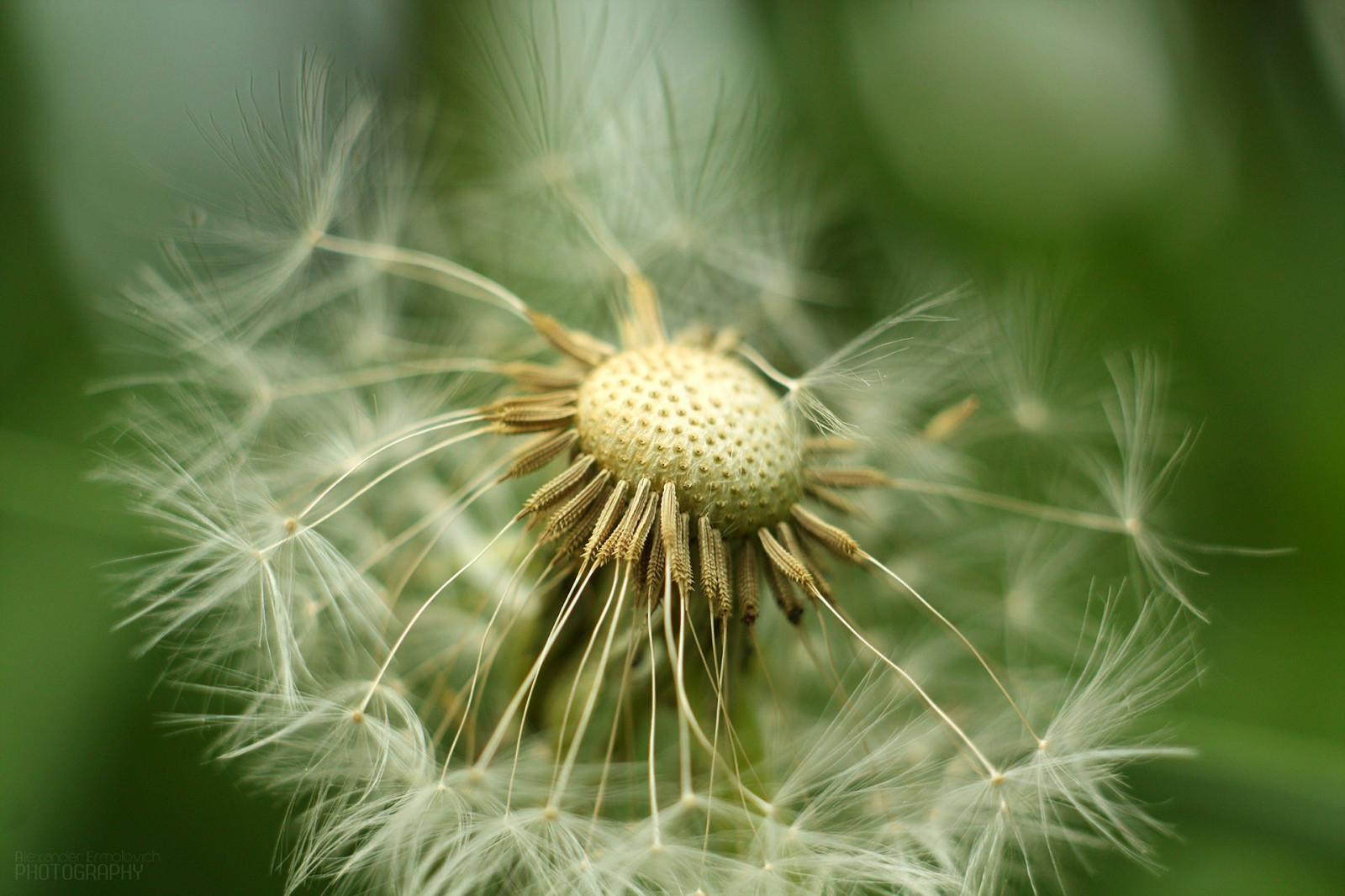 Příroda, tráva, fotografování, makro, zelená, bokeh, pampeliška, květ, rostlina, flóra, bodlák, divoká rostlina, botanika, suchozemská rostlina, kvetoucí rostlina, zblízka, makro fotografie, trny trny a trny, tráva rodina, závod stonek, daisy rodina