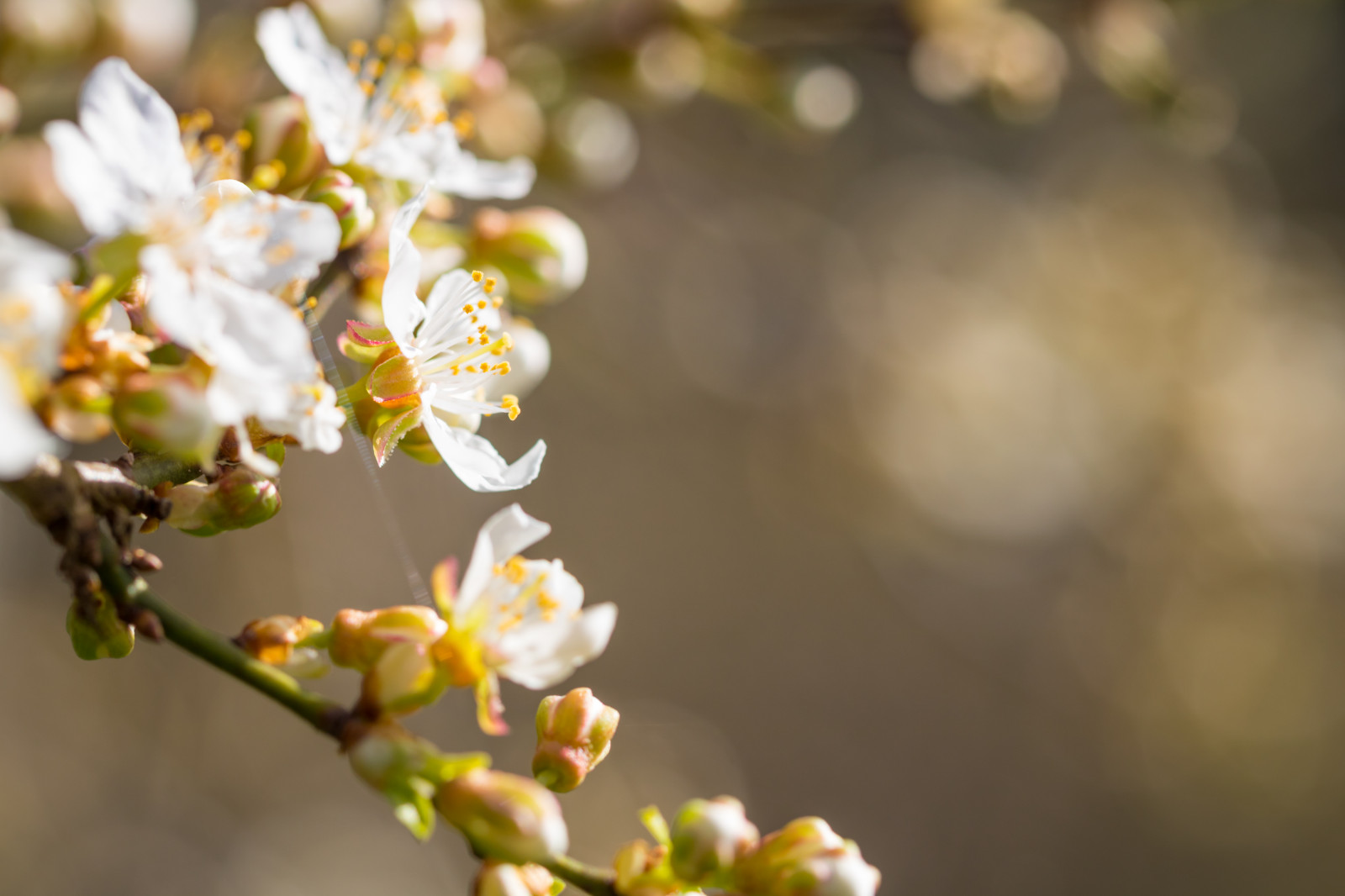 slunečnímu záření, bílý, jídlo, Příroda, fotografování, větev, zelená, žlutý, Třešňový květ, květ, jaro, strom, podzim, list, květ, rostlina, sezóna, Třešňový květ, flóra, Blomma, v r, jaro, Alnarp, okvětní lístek, vit, k RSB rsblom, větvička, vyrobit, botanika, zblízka, makro fotografie