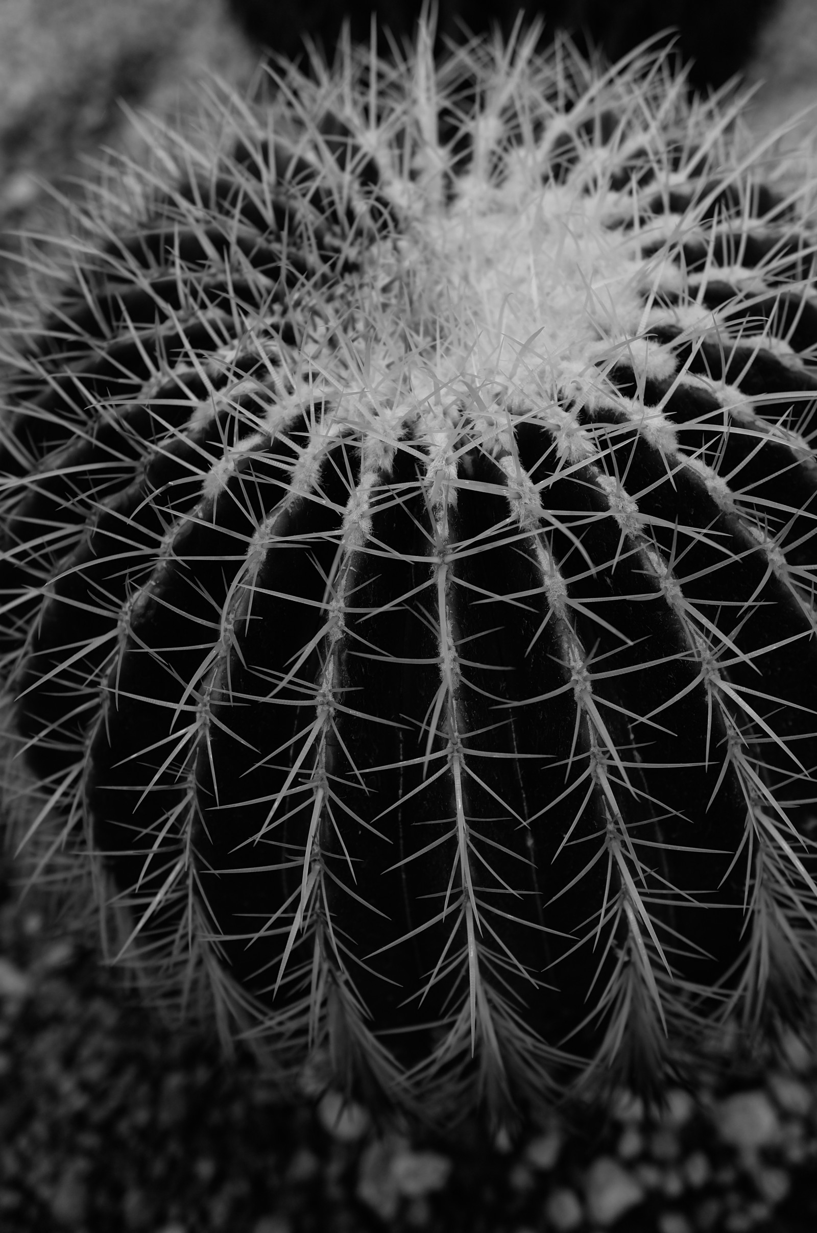 Giappone, monocromo, parco, fotografia, simmetria, cerchio, cactus, Leica, Tokyo, Jp, fiore, pianta, flora, t, shinjukgyoen, Shinjuku, leicat, summicront235, Summicron, T235, bianco e nero, fotografia in bianco e nero, botanica, impianto di terra, pianta fiorita, avvicinamento, fotografia macro, spine spine e aculei, staminali vegetali