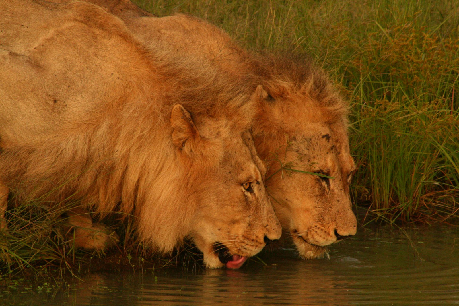 erba, Leone, natura, grandi gatti, natura selvaggia, Banca, giovane, Safari, CCF, maschio, naturesfinest, fauna, soe, mammifero, thechallengefactory, il tuo paese, Sud Africa, grugno, criniera, organismo, masai leone, beautifulworldchallenges, TCF, tizi, Bowie, Krugerpark, coalizione, Timbavati, Mottthehoople, Ngala, Ccafrica, terrestrial animal