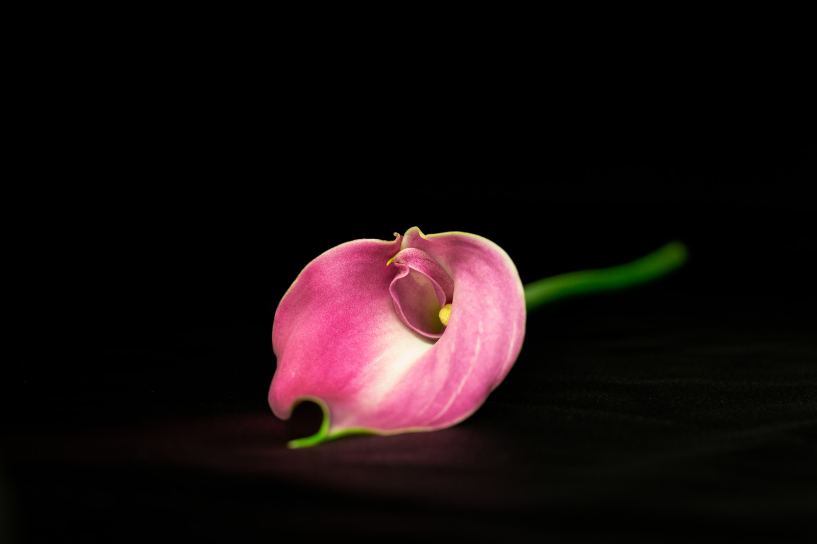 gloriasalvanteglophotography, blackbackground, callalily, květ, flor, flóra, květ, lilie, makro, purpurová, onblack, růžový, Studio