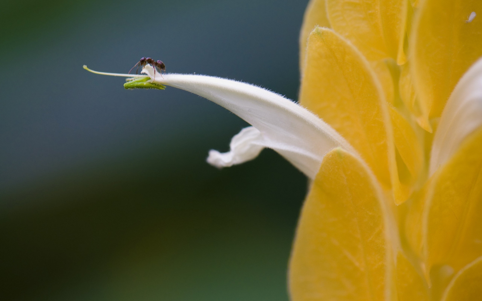 Wallpaper : branch, insect, yellow, petals, pollen, light, leaf, flower ...