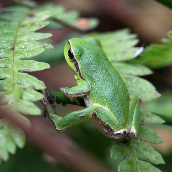 leaves, animals, nature, macro, green, wildlife