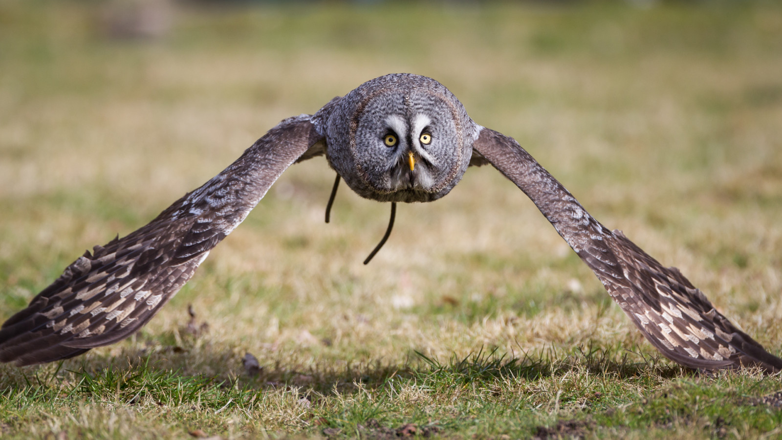Gras, Tierwelt, Raubvogel, Eule, Schnabel, Falke, Vogel, Bussard, Greatgreyowl, Strixnebulosa, Fauna, Niedersachsen, Niedersachsen, Große graue Eule, Organismus, Tierpark, Wisentgehegespringe, Wisentgehege, Springen, Wildpark, Wildpark, Bartkauz, Birdsofpreydisplay, Vögel