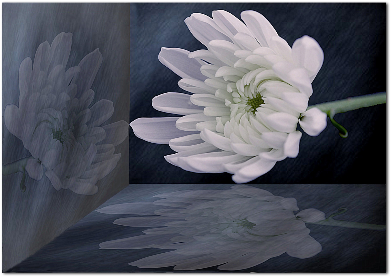 jiřina, květiny, světlo, oblíbený, stálý život, bílý, květ, makro, odraz, UMĚNÍ, zahrada, plakát, fotografování, flóra, flickr, fotograf, fotky, skupina, pokuta, průzkumník, Vidění, realita, nocí, Kuvajt, Dědictví, Picnik, TQM, 1001, hypotetický, blueribbonwinner, coth, supershot, fantasticflower, abigfave, rubyphotographer, awardtree, legasy, miasbest, daarklands, flickrvault, magicunicornverybest, trolledproud, exoticimage, heavensshots