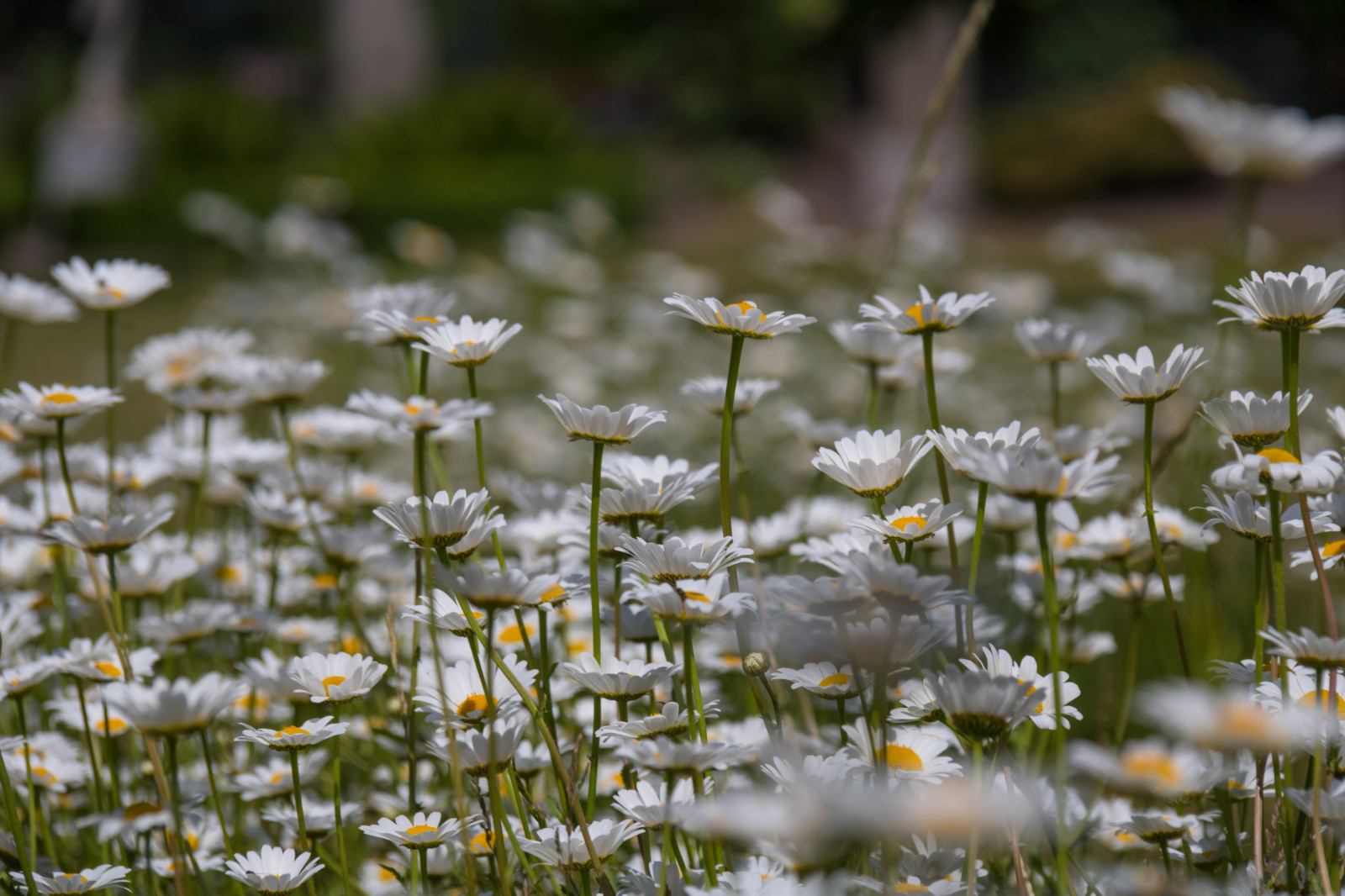 luce del sole, acqua, natura, erba, campo, verde, natura, fiorire, Margherita, zone umide, autunno, foglia, fiore, pianta, uccello, flora, blomma, Malmo, slottstr dg rden, modello canoneos760d exif, geocountry, Marca fotocamera Canon, Geocity, modello di fotocamera canoneos760d, geostate, geolocalizzazione, Lente exif efs18200mmf3556is, exif focalLength 200 millimetri, exif fare canon, exif ISOSPEED 100, apertura exif 80, prato, fauna, Fiore di campo, habitat, ambiente naturale, botanica, impianto di terra, pianta fiorita, famiglia di erba, famiglia delle margherite
