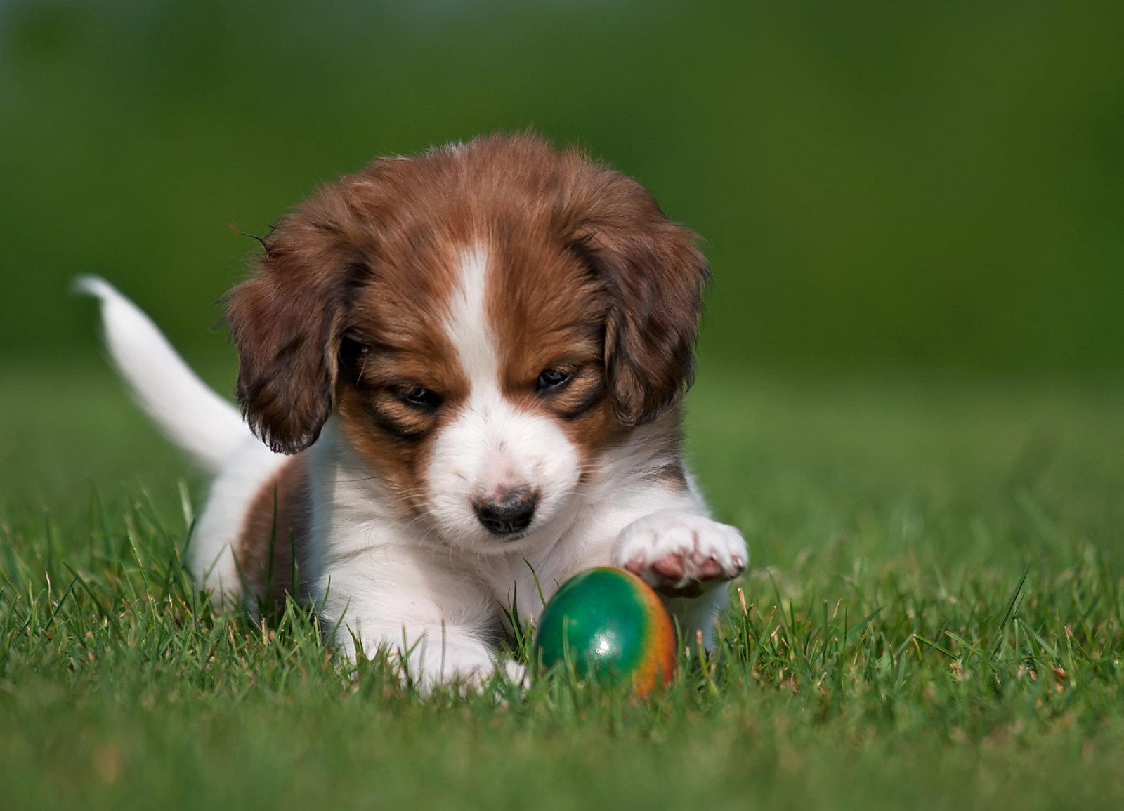 Wallpaper ball, Australian Shepherd, King Charles Spaniel, puppy