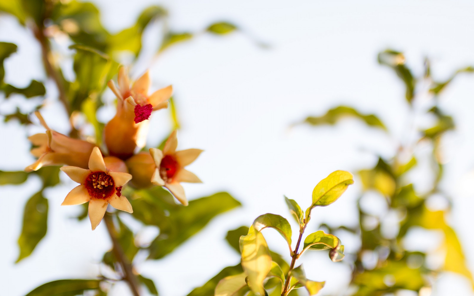 slunečnímu záření, květiny, Příroda, rostliny, větev, zelená, žlutý, květ, jaro, strom, podzim, list, květ, rostlina, sezóna, flóra, okvětní lístek, divoká rostlina, botanika, suchozemská rostlina, kvetoucí rostlina, zblízka, keř, makro fotografie