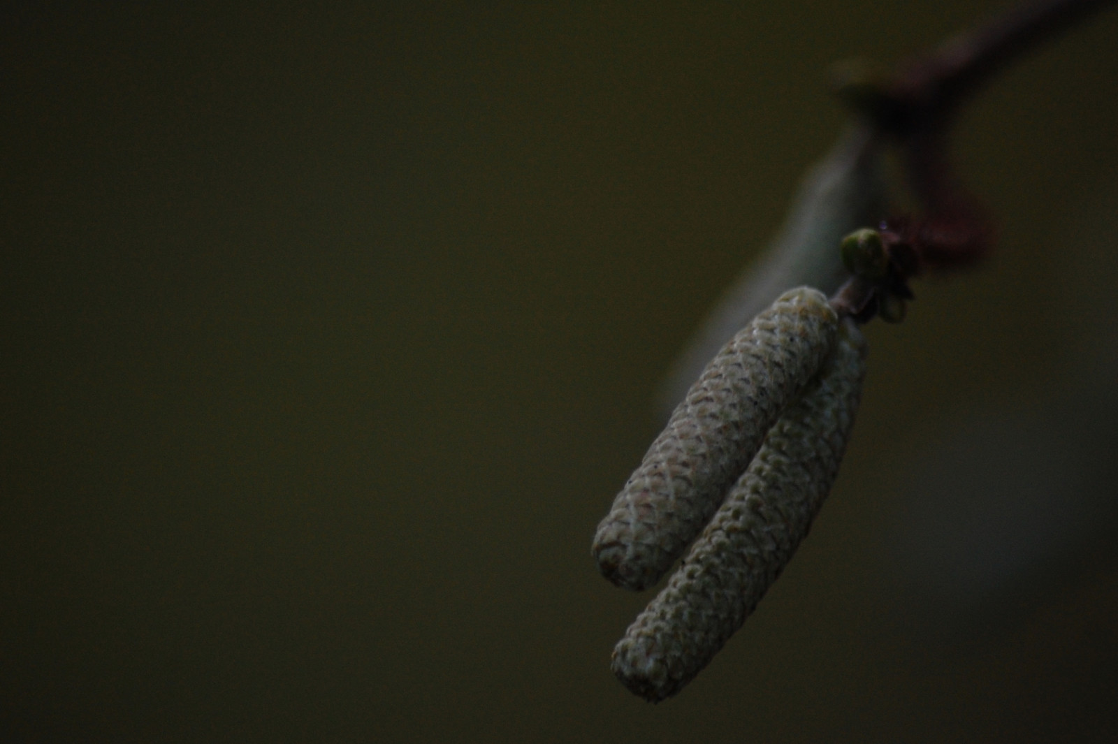 Příroda, Nikon, semena, DX, lískový oříšek, NIKKOR, natur, tma, ed, vr, AFS, 145 56g, 55 300 mm, větvička, zblízka, makro fotografie, zátiší fotografování, Haselnussk tzchen