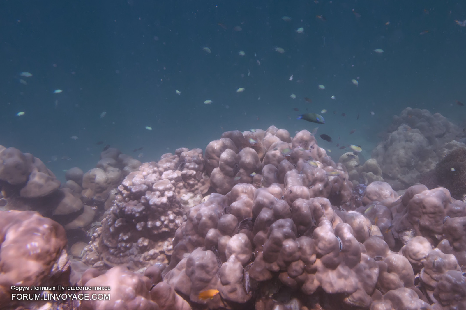 mare, acqua, maschera, pesce, subacqueo, corallo, isola, bikini, Malaysia, barriera corallina, yacht, Tailandia, gigante, pinna, immersione, biologia, Langkawi, all'aperto, ragazza, oceano, conchiglia, catena, stella, aragosta, Granchio, Phuket, Andamane, phuketian, apnea, phuketphotographernet, forumlinvoyagecom, httpforumlinvoyagecom, fugu, trasparente, scogliera, omar, pinne, mooray, habitat, ambiente naturale, invertebrato, biologia marina, invertebrati marini, organismo, pesci di barriera corallina