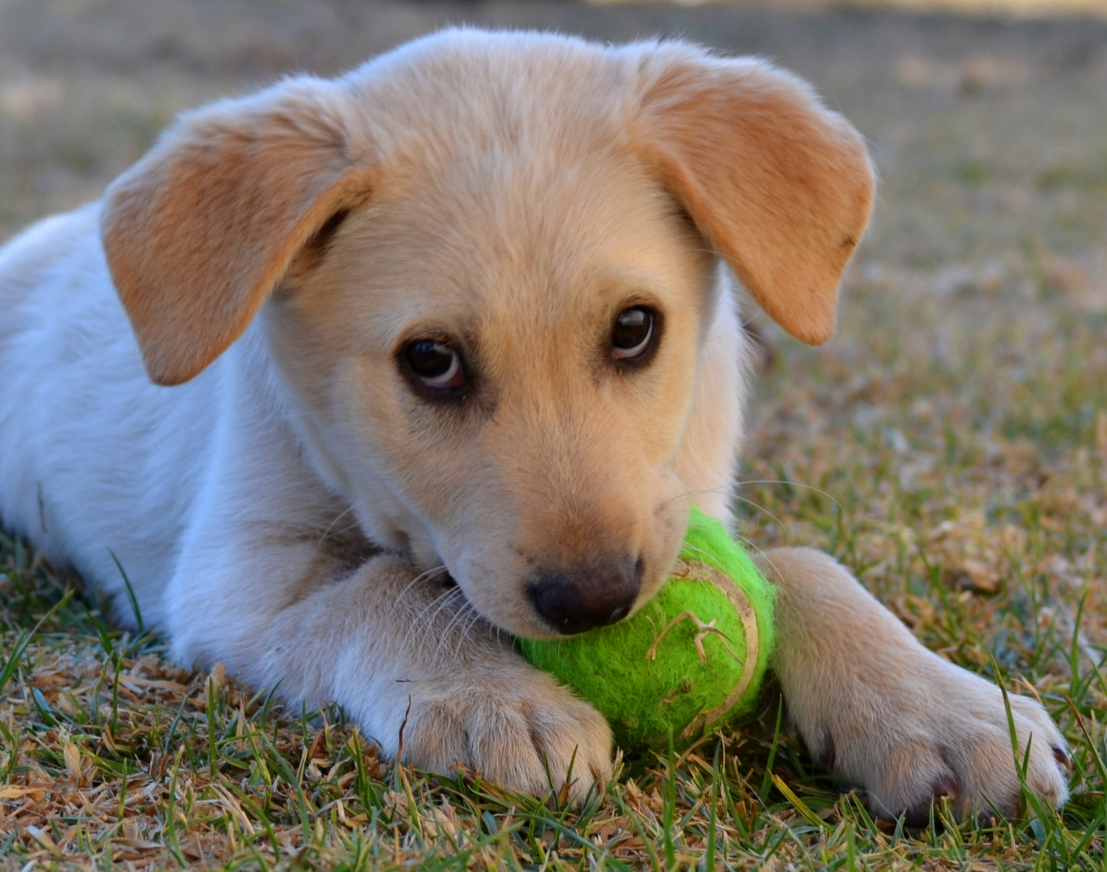 roztomilý, míč, štěně, Jižní Afrika, Nikon, mazlivý, nudný, standerton, uncool2, uncool8, uncool3, uncool4, uncool5, uncool6, uncool7, D3100, Uncool3formellivoran