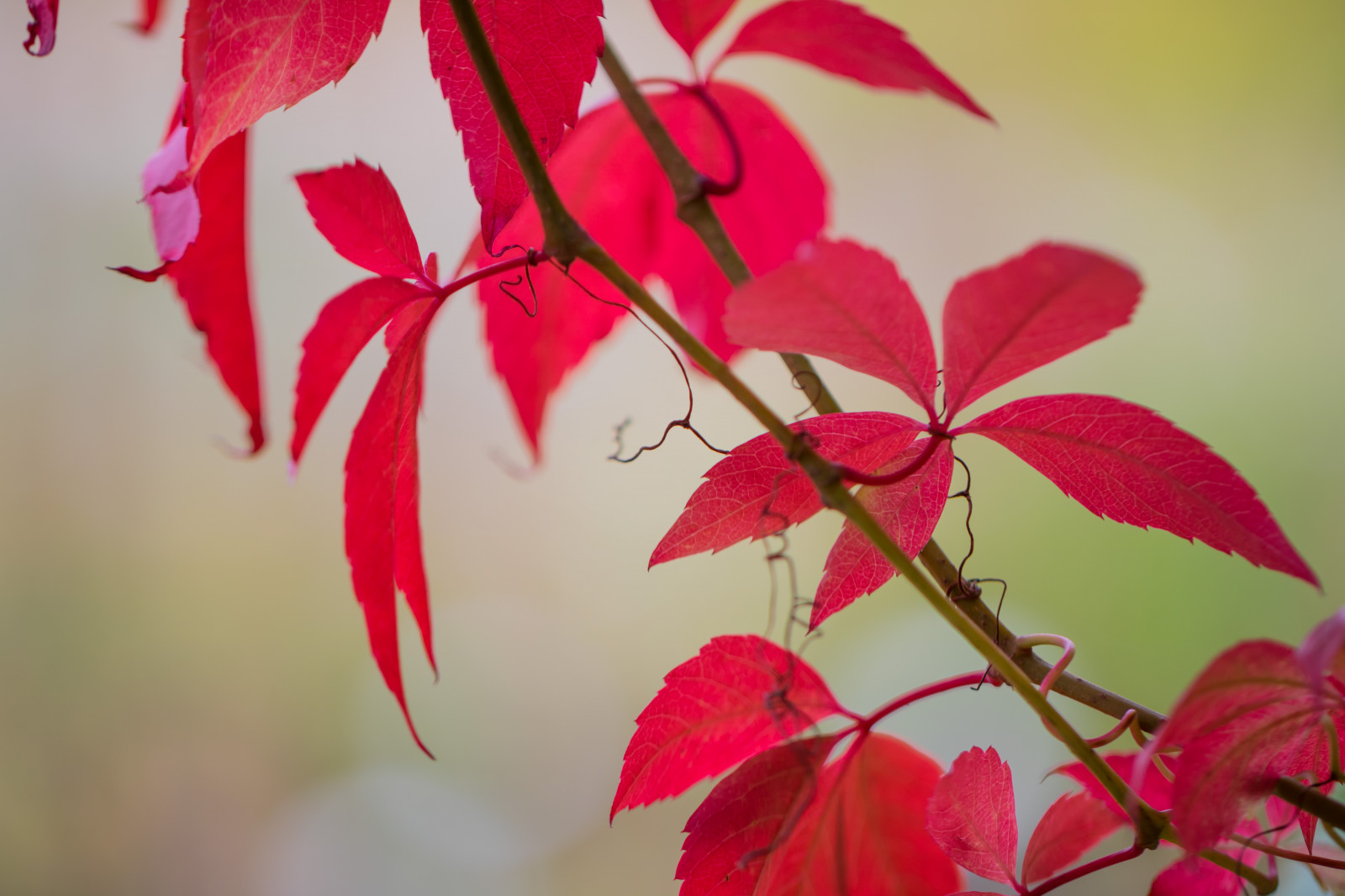 zahrada, Červené, park, větev, květ, růžový, barva, strom, podzim, list, květ, rostlina, sezóna, flóra, h st, l v, exif modelu canoneos760d, geocountry, Kamera aby kánon, geocity, Model fotoaparátu canoneos760d, geostate, geolocation, exif aby kánon, EXIF isospeed 100, exif focallength 100mm, EXIF ef100mmf28lmacroisusm čočka, Alnarp, EXIF otvor 28, okvětní lístek, botanika, suchozemská rostlina, kvetoucí rostlina, dřevina, zblízka, keř, makro fotografie, závod stonek, javor, Javorový list