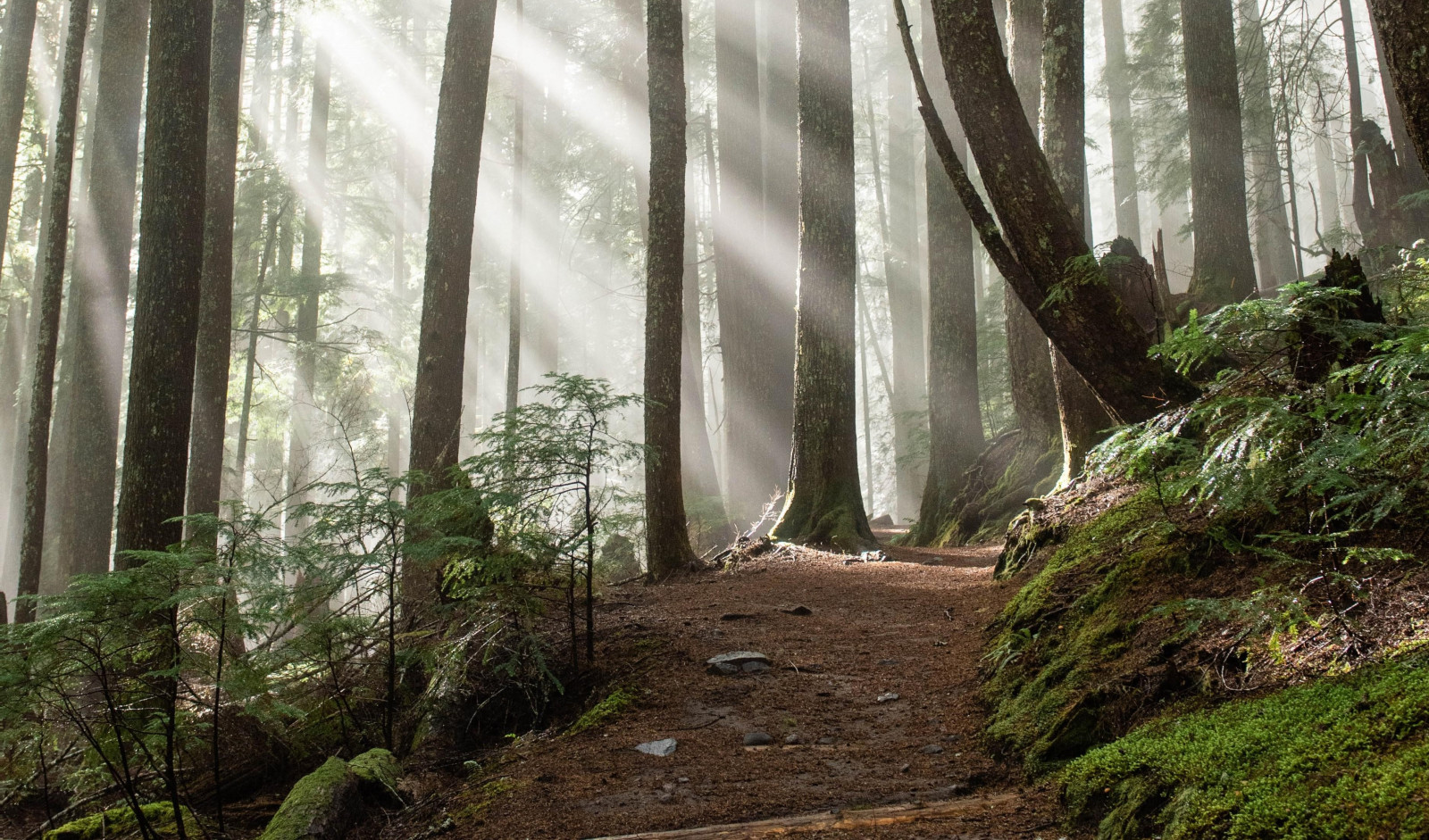 fotografování, Příroda, rostliny, les, džungle, krajina, mlha