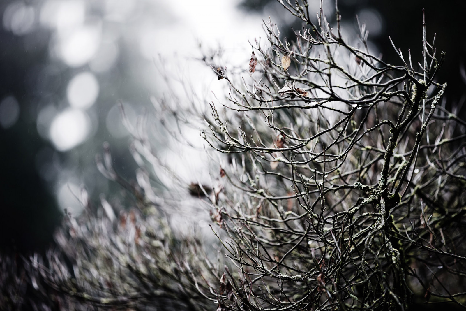 zima, strom, déšť, Zeiss, jeden, washington, keř, Nikon, větev, dof, Stát, bokeh, větve, 8, apo, hloubka pole, deštivý, Redmond, větvička, pro, wa, f2, zajetí, větvičky, 135mm, Sonnar, Zeiss135mm, zeiss135mmf2, ZF2, Zeissapo, D800E, captureonepro8, Zeiss135mmf2apo