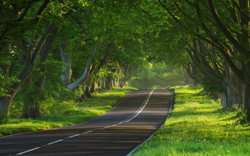 slunečnímu záření, les, ulice, Příroda, tráva, park slunečnímu záření, les, ulice, Příroda, tráva, park