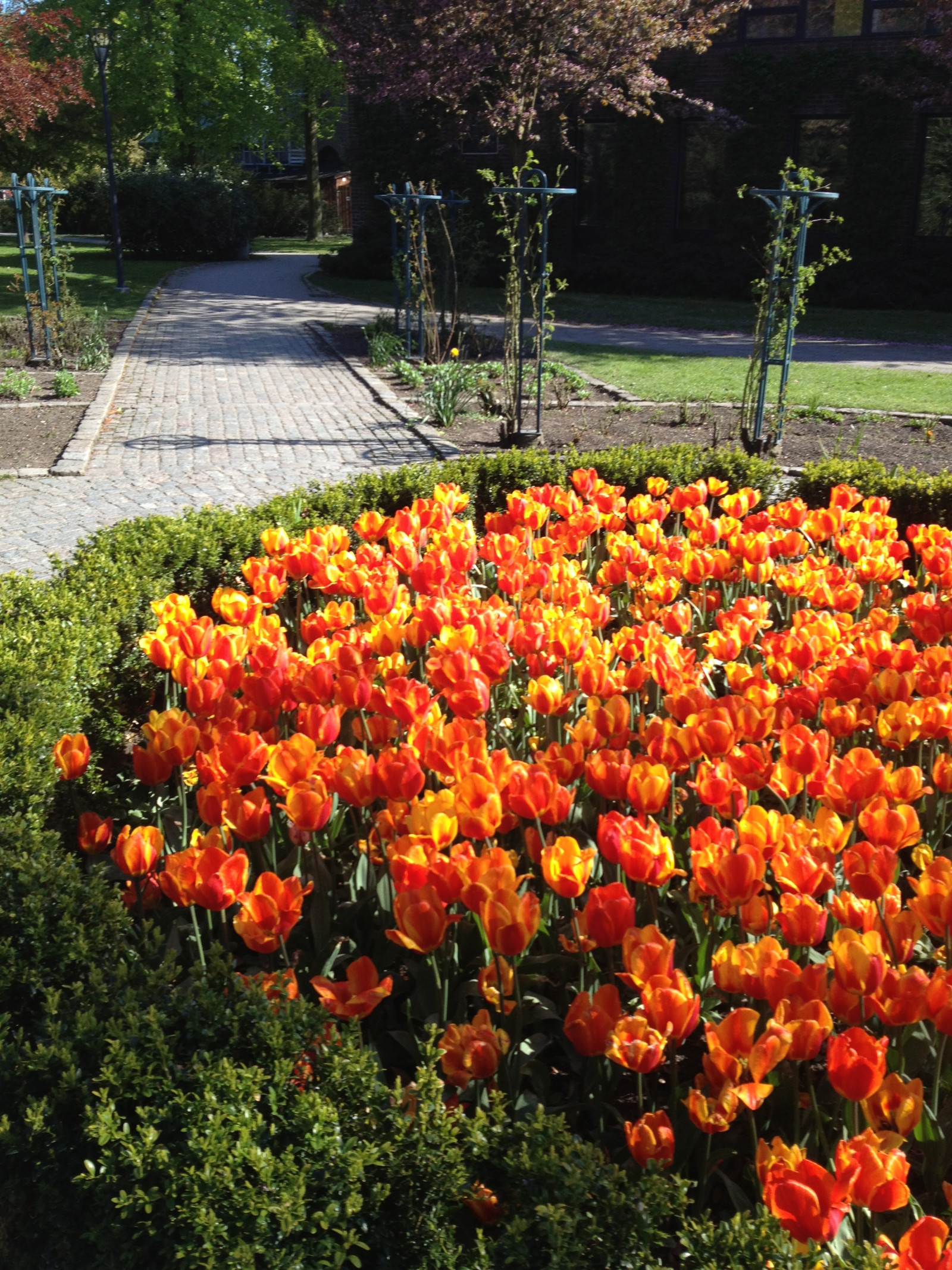 hage, tulipaner, høst, blad, blomst, anlegg, tulipan, flora, Stadsparken, Trelleborg, tulpaner, botanikk, landanlegg, blomstrende plante, årlig plante