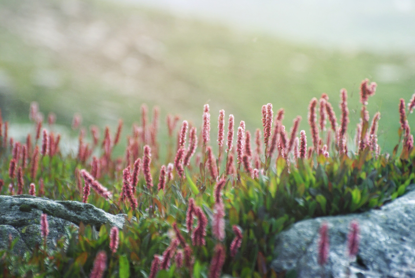dybdeskarphed, blomster, natur, græs, planter, lilla, afdeling, grøn, blomst, træ, blad, blomst, plante, flora, eng, wildflower, græsplæne, levested, botanik, jord plante, blomstrende plante, Busk, makrofotografering, græs familie, stængelplante