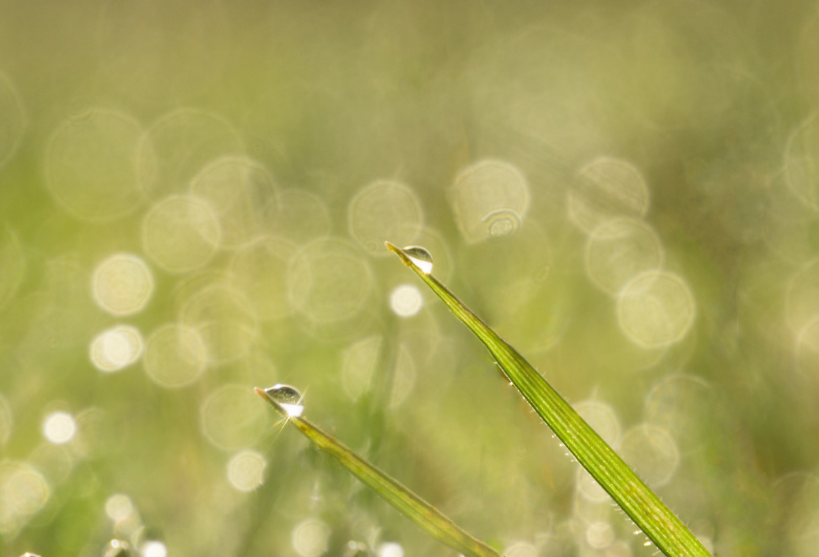 slunečnímu záření, podzim, voda, Příroda, tráva, déšť, pole, makro, zelená, ráno, rosa, Tau, světlo, podzim, list, pokles, kapky, makro, natur, louka, Báječné, Herbst, licht, tropfen, Feld, nahaufnahme, Wiese, morgen, počítač tapeta, zblízka, makro fotografie, tráva rodina, závod stonek, vlhkost, morgentau, Grun, Blendenflecke