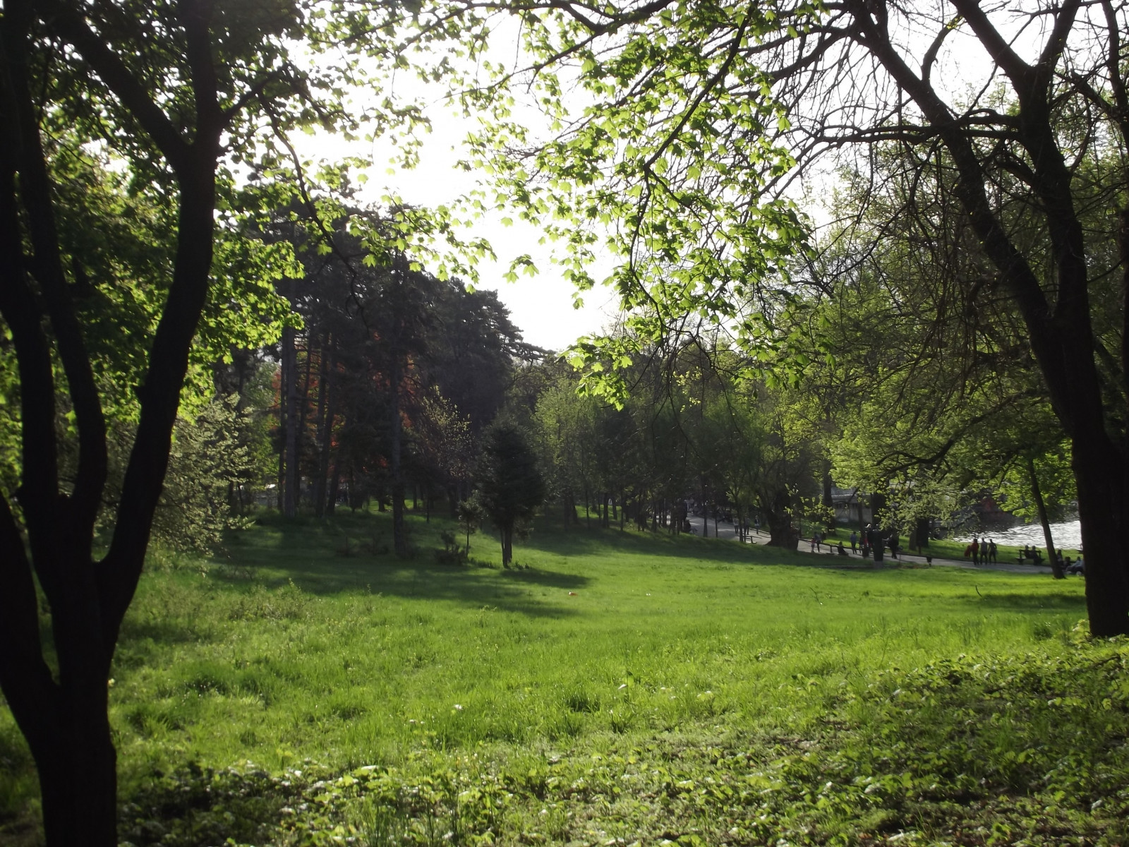 luce del sole, alberi, paesaggio, foresta, giardino, natura, erba, parco, gocce d'acqua, verde, corvo, albero, autunno, foglia, fiore, pianta, prato, piantagione, prato, bosco, area rurale, habitat, ambiente naturale, botanica, pianta legnosa, 3072x2304 px
