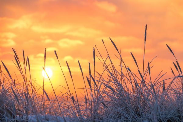 winter,vinter,cold,sunrise,frost,Rime