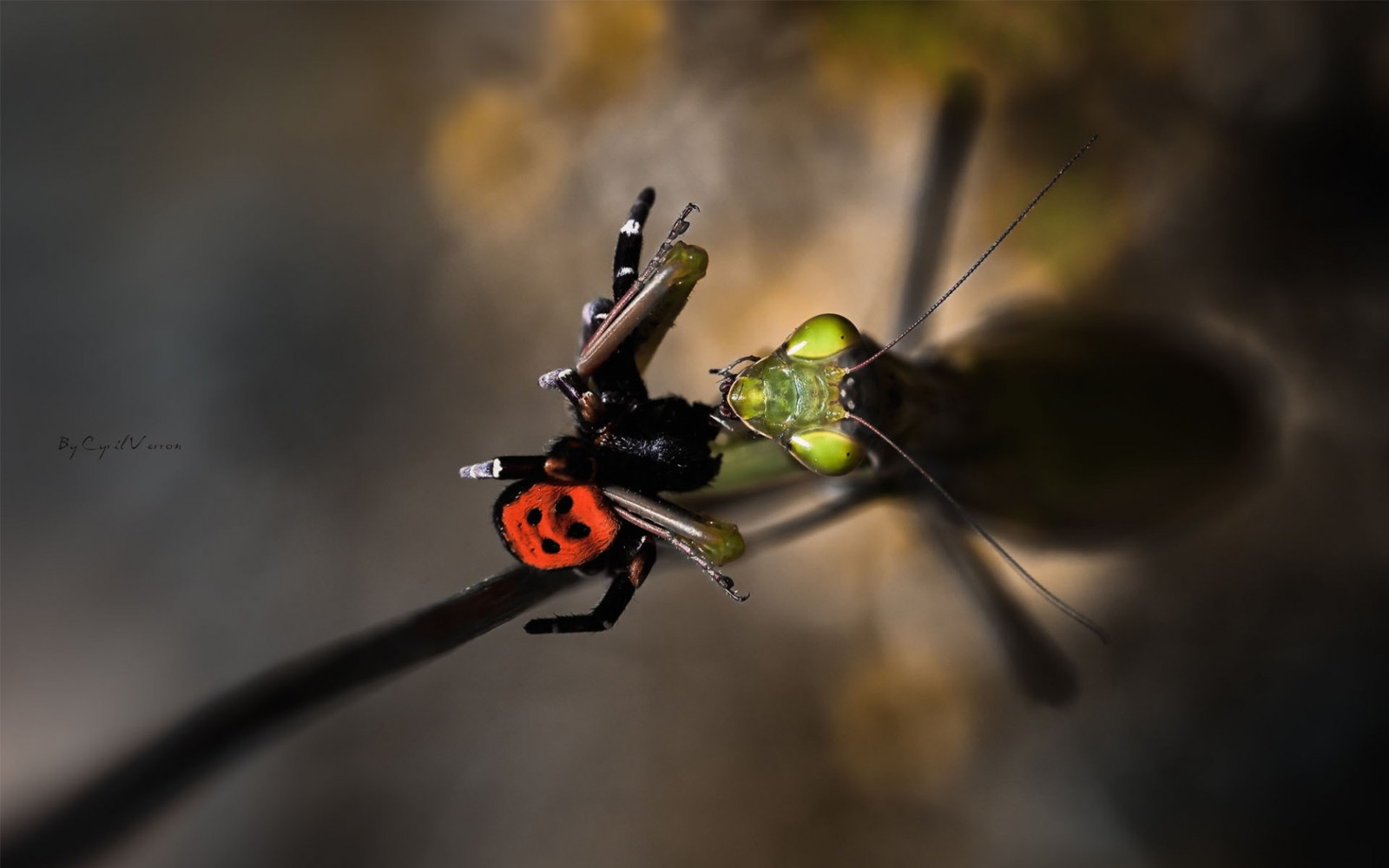 อาหาร, ธรรมชาติ, การถ่ายภาพ, แมโคร, ตั๊กแตนตำข้าว, แมลง, แมงมุม, เหมืองแร่, ดอกไม้, สัตว์ป่า, ใกล้ชิด, การถ่ายภาพมาโคร, สัตว์ที่ไม่มีกระดูกสันหลัง, สัตว์ขากรรไกร, orb weaver spider