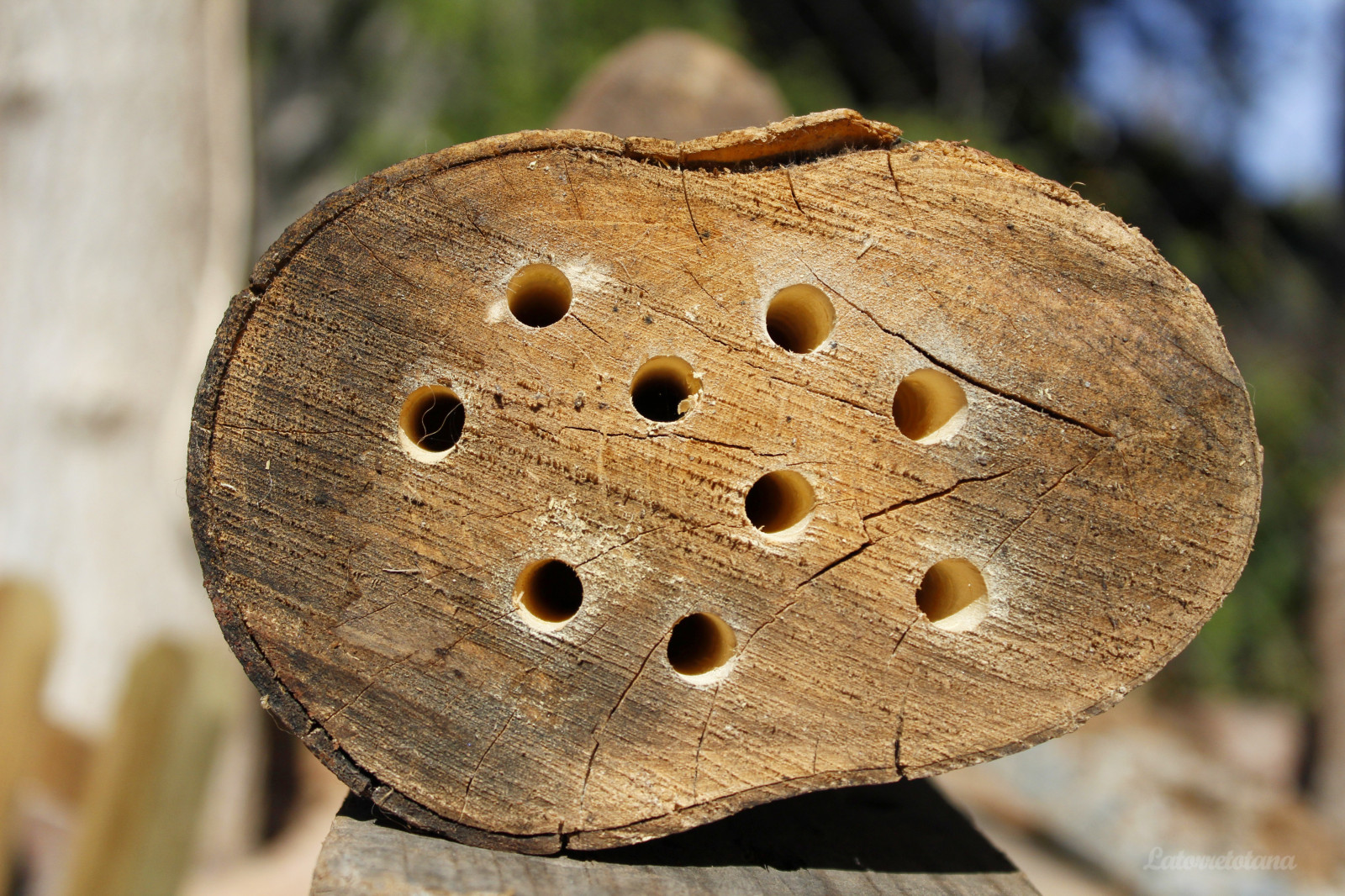 Wallpaper trees, wall, wood, brown, Free, tree, leaf, plant, carving