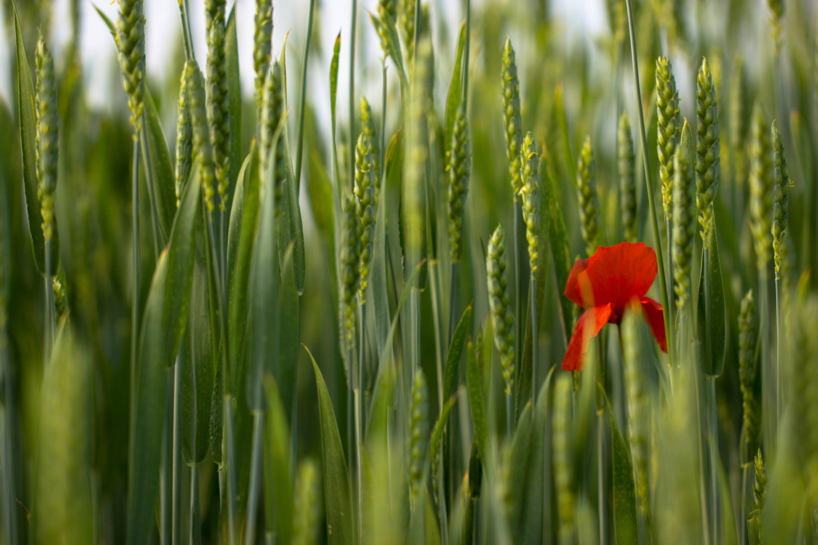 Wallpaper : light, red, Sun, verde, green, may, ears, solo, poppy