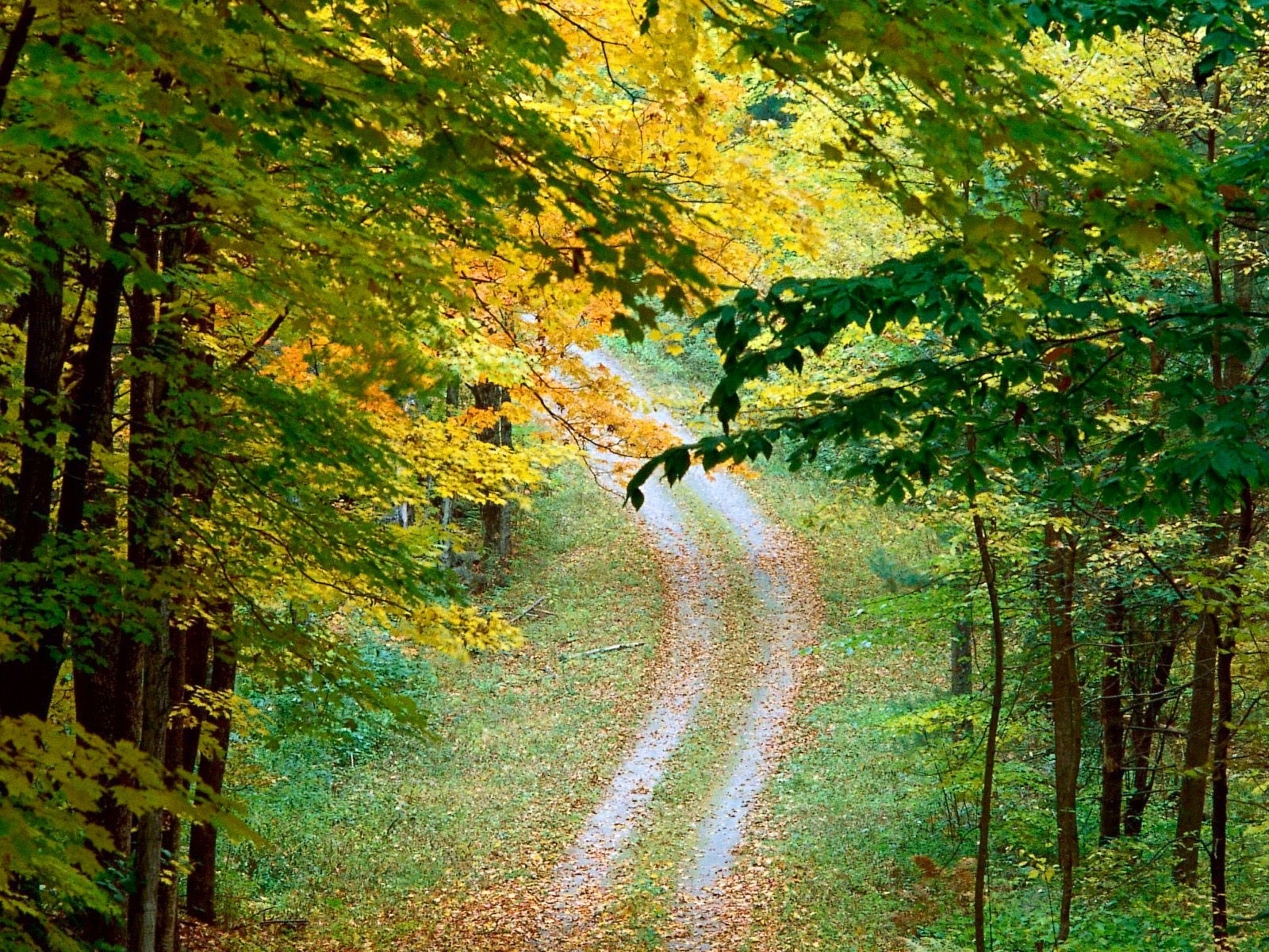 Wallpaper : footpath, forest, walk, fall 1600x1200 - wallup - 1016174 ...