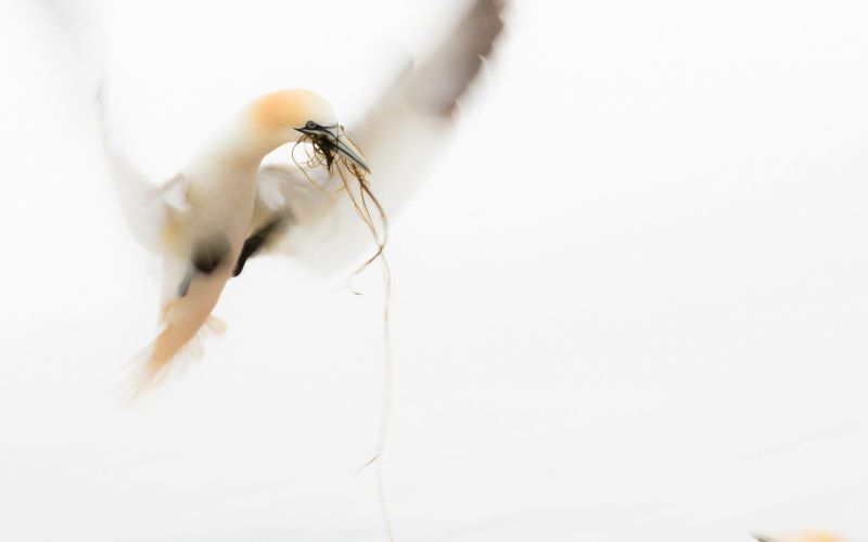 ptactvo, zvěř, větev, hmyz, pták, ruka