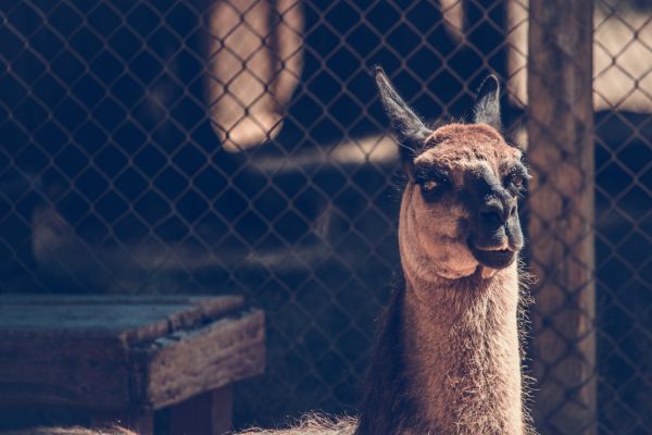 muzzle,camel,look