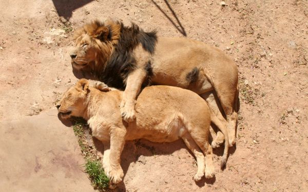 lion,lying,lioness,hugging,caring,family