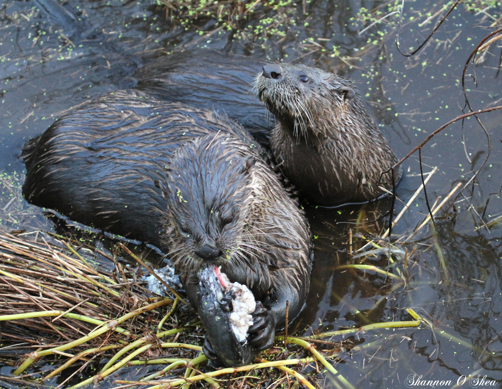 Ryba, Příroda, rybolov, Florida, Volně žijících živočichů, vydra, Kissimmee, riverotters, laketohopekaliga, osceolacounty, canoneos7d, shannonroseoshea