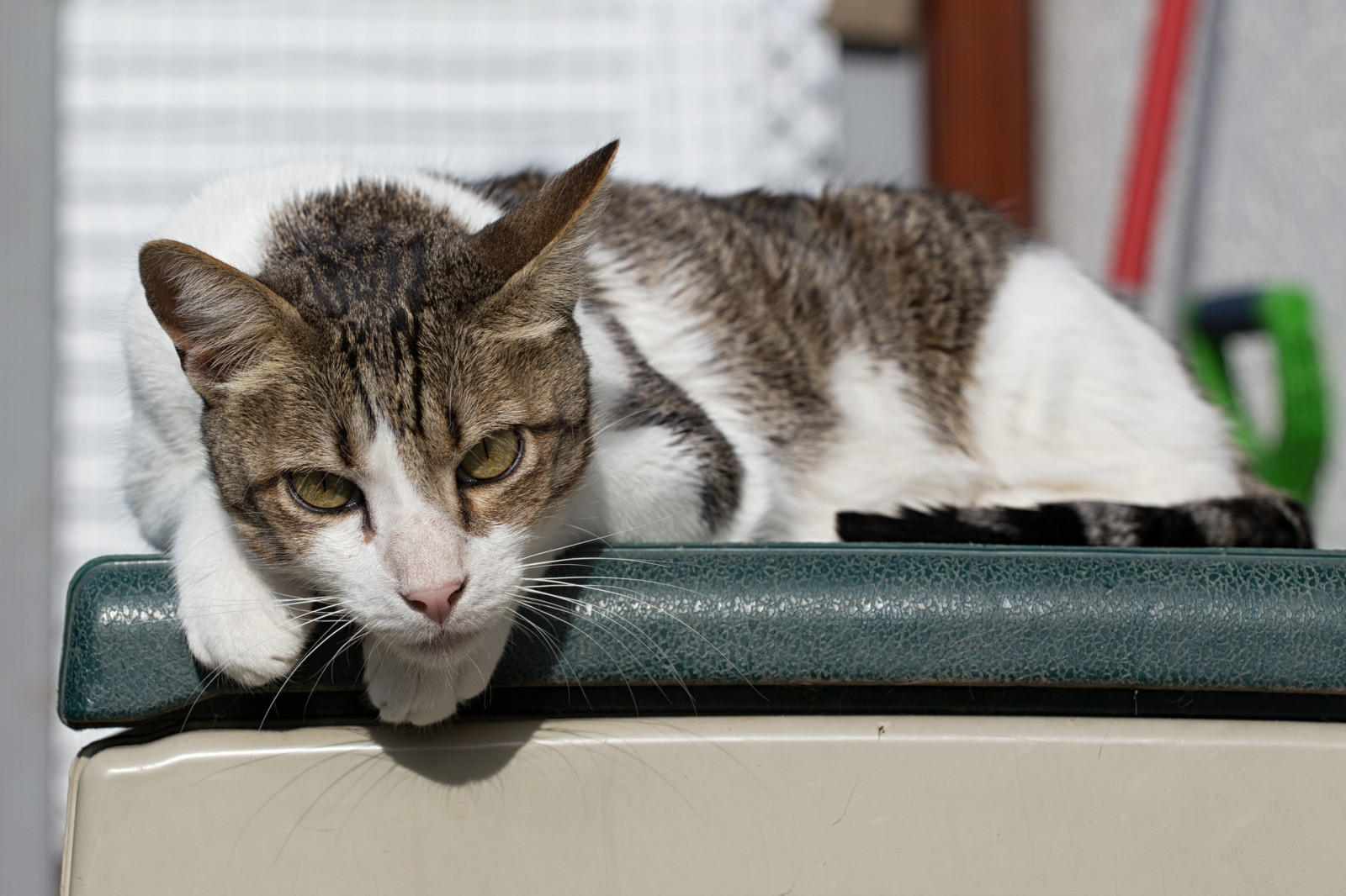 แมว, หน้าต่าง, เสือ, ขนสัตว์, เครา, ลูกแมว, สัตว์ป่า, ไวสส์, แมวเหมือนสัตว์เลี้ยงลูกด้วยนม, จมูก, แมวขนาดเล็กถึงขนาดกลาง, แมว tabby, แมวเหมียวในประเทศ, โรคสะเก็ดเงิน, katze, shorthair ยุโรป, Bruno, aegean cat, dragon li