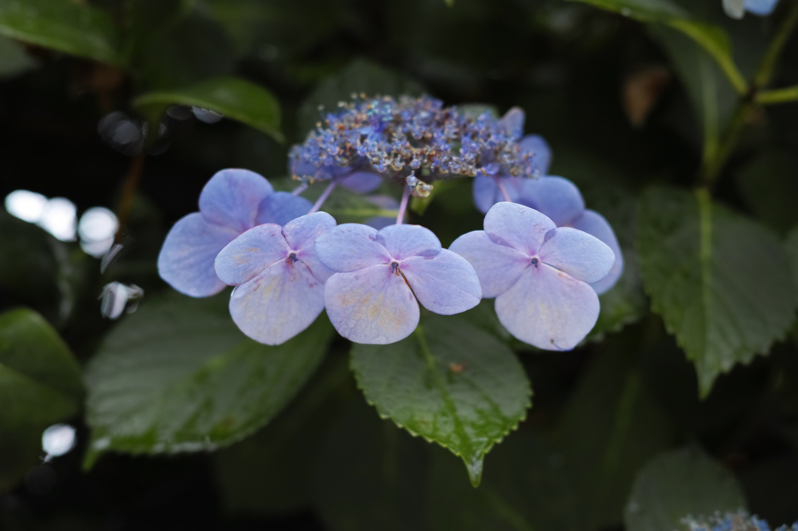 เบ่งบาน, Quattro, โตเกียว, ไฮเดรนเยีย, ดอกไม้, ปลูก, พืช, กลีบดอก, sigma, DP, dp2, dp2quattro, dp2q, พฤกษศาสตร์, โรงงานที่ดิน, พืชดอก, Hydrangeaceae, ไม้พุ่ม, โรงงานประจำปี, cornales, Hydrangea Serrata