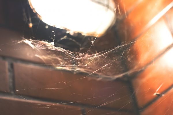 nature,macro,spiderwebs,light bulb