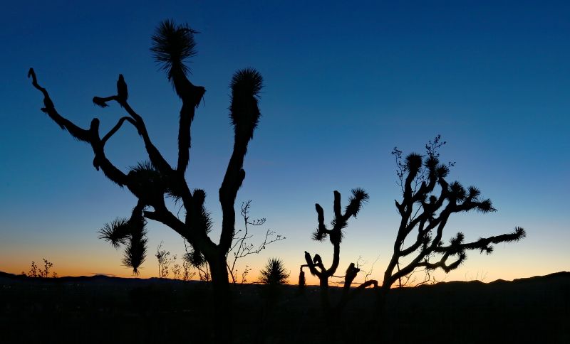 Treeshapes,muodot,Pelottavia,luvut,oksat,puun oksat