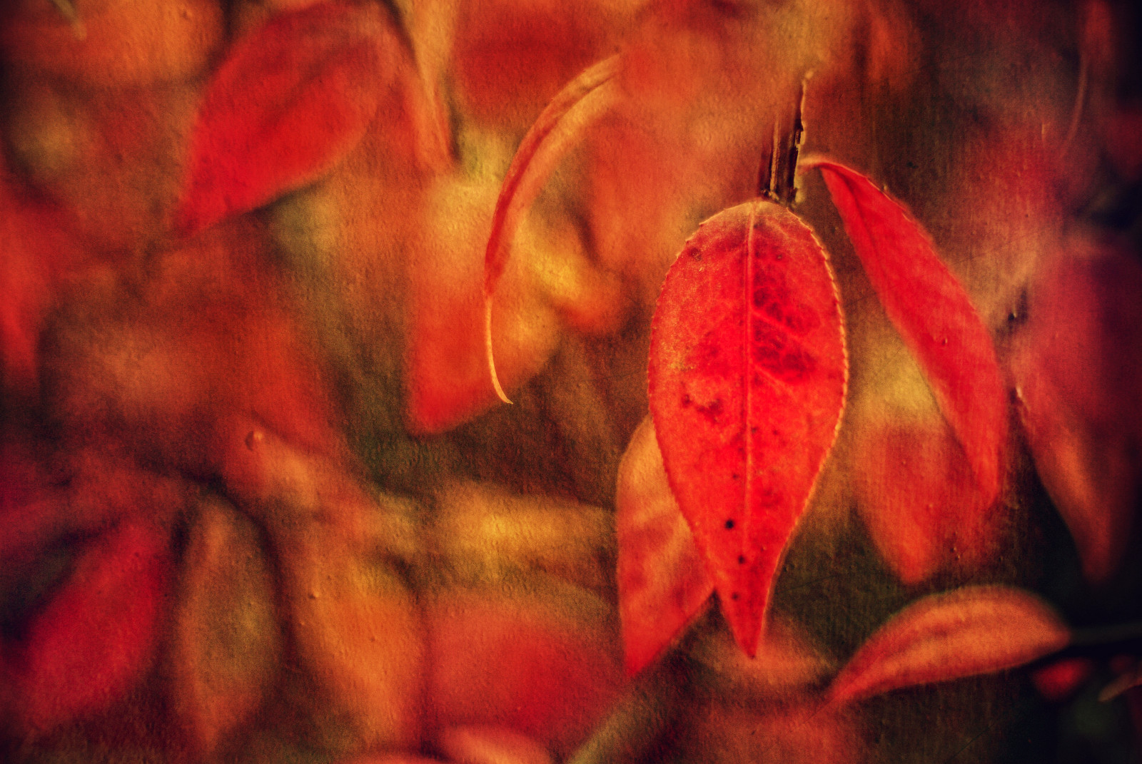 efterår, USA, struktur, Minnesota, blad, Butterfield, tekstureret, magicunicornverybest, blinkagain, bestevercompetitiongroup