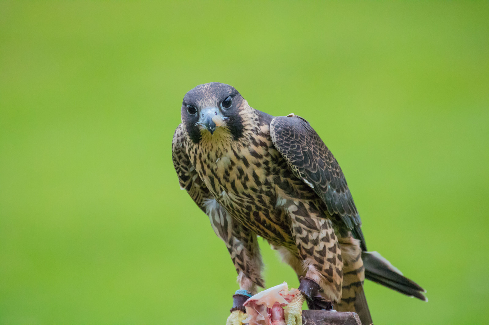 Tierwelt, Raubvogel, Dänemark, Schnabel, Falke, Vogel, Falke, Raubvogel, Danmark, Exif Modell canoneos760d, Geocountry, Kamera macht canon, Geocity, Kameramodell canoneos760d, Geostate, Geolocation, Exiföffnung 56, Exif machen canon, Exif isospeed 5000, Exif linse ef70300mmf456lisusm, Exif focallength 300mm, Rovf gel, Falkonerg rden, Falkonergaarden, Falk, Falcocherrug, Lannerfalcon, Falcobiarmicus, Schlackenfisch, Lannerfalk, Bussard, Flügel, Fauna, Wirbeltier, Accipitriformes