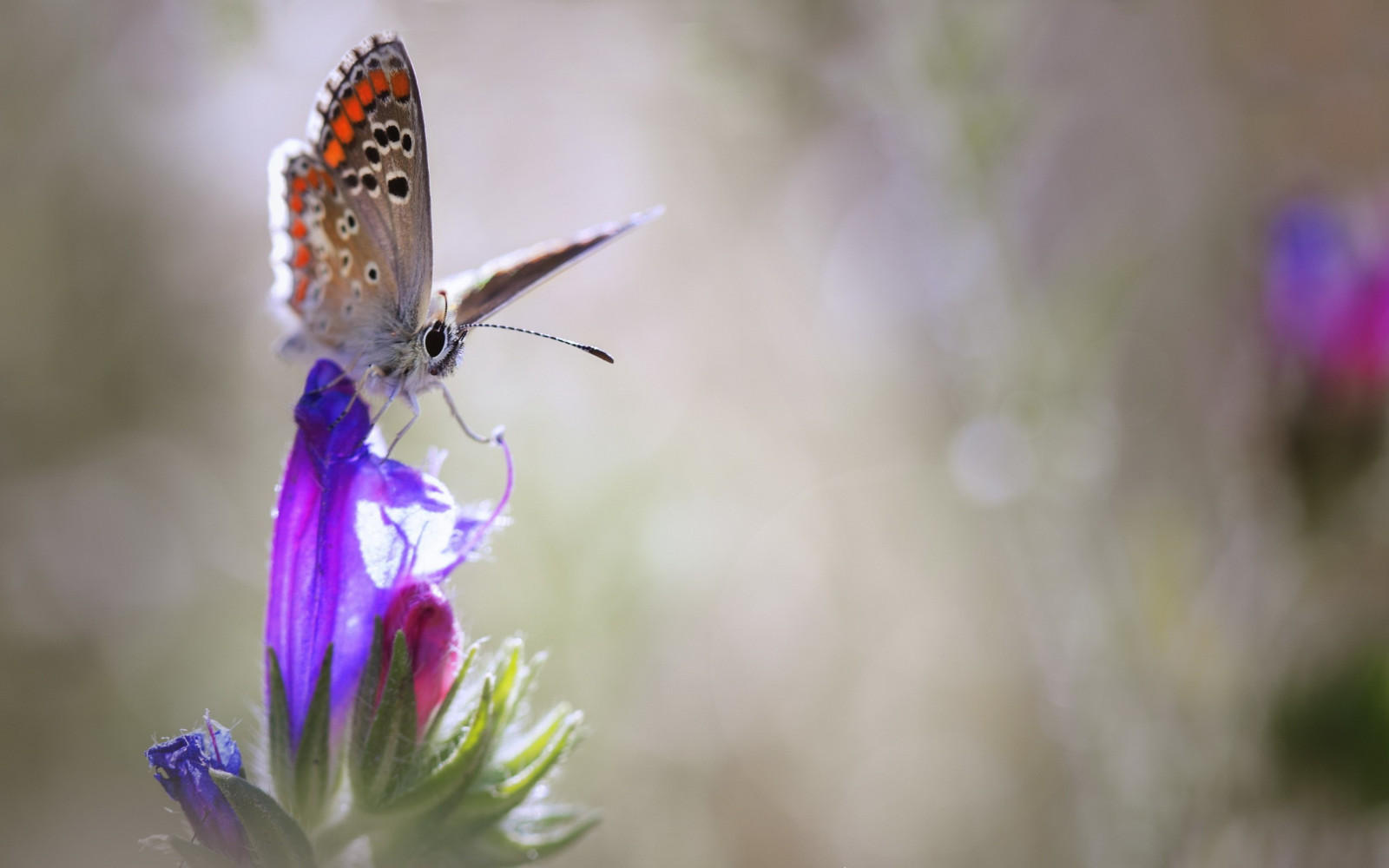 állatok, növények, fényképezés, makró, pillangó, rovar, lepidoptera, virág, növényvilág, fauna, 2560x1600 px, bezár, makró, gerinctelen, nektár, beporzó, lepkék és pillangók