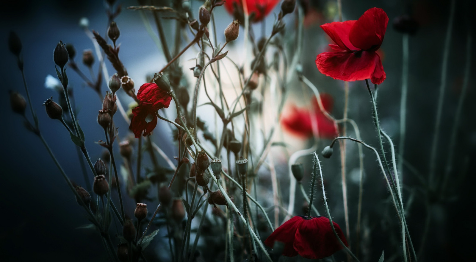 Wallpaper plants, red flowers 2047x1126 WallpaperManiac 1570039